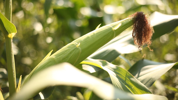 Corn Corn