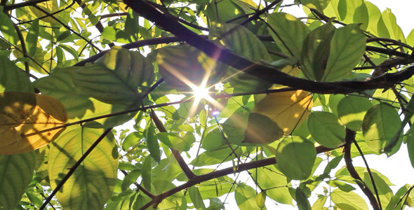 Sunshine Through Leaves Slider Shot II Sunshine Through Leaves Slider Shot II