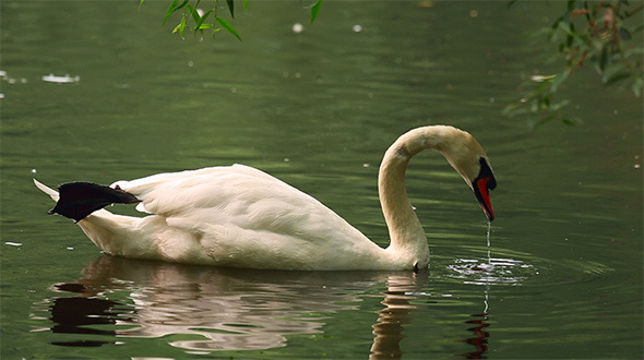 Swan Swan