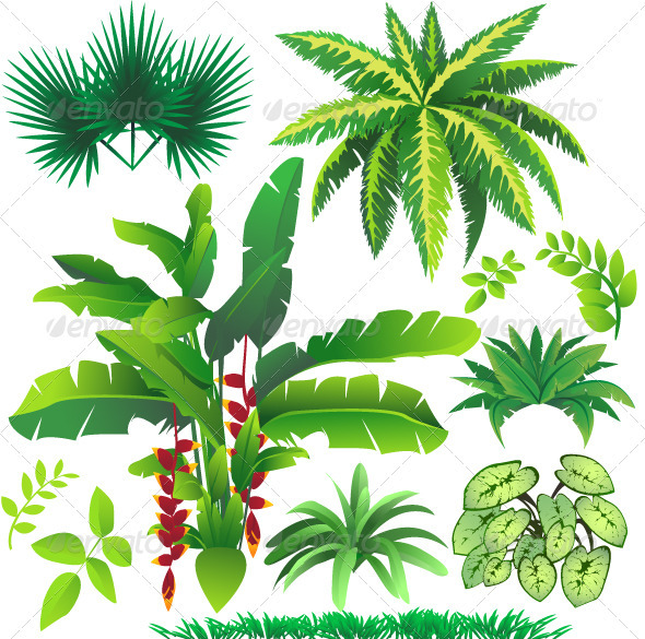 Tropical Plant Leaves Tropical Plant Leaves