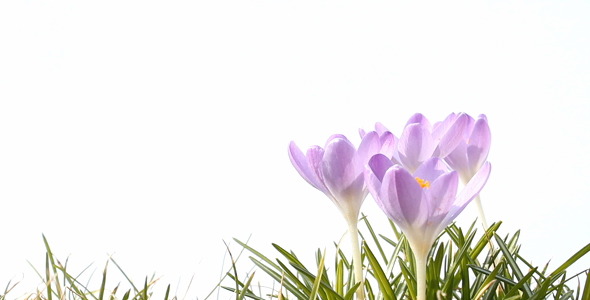 Purple Crocus Purple Crocus