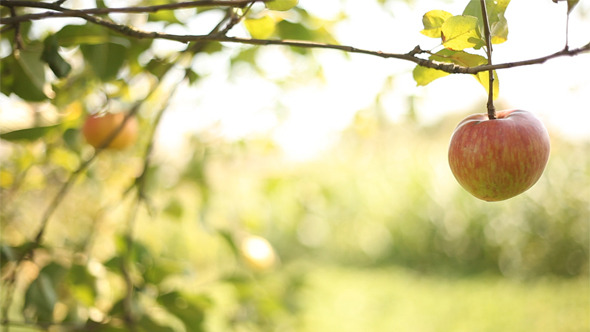 Apple On The Tree 2 Apple On The Tree 2