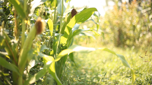 Corns Corns