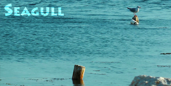 Seagull Seagull