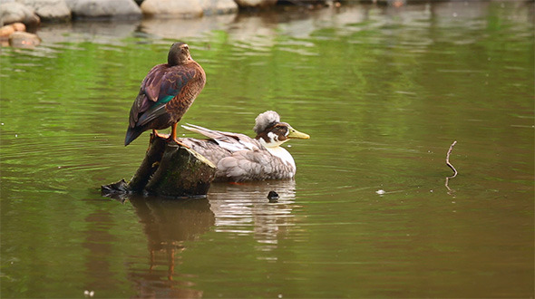 Ducks Ducks
