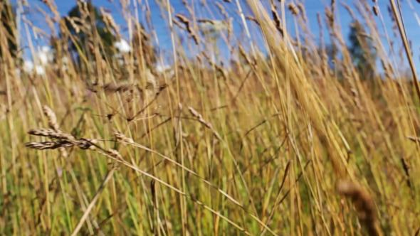 Through The Grass Through The Grass