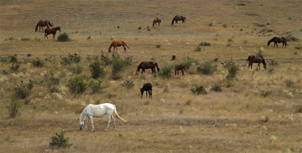 Wild Horses Graze On Dry Hills Wild Horses Graze On Dry Hills