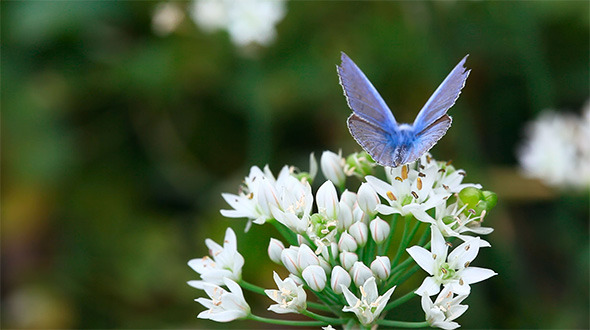 Blue Butterfly Blue Butterfly