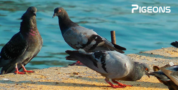 Pigeons Pigeons
