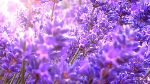 Lavender Field Close Up Lavender Field Close Up
