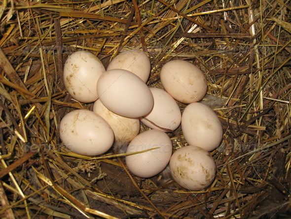Nest of the hen with eggs