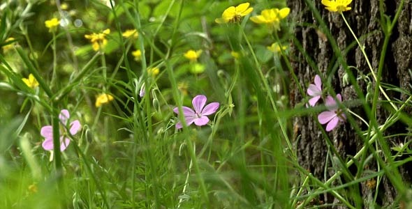 Forest flowers Forest flowers