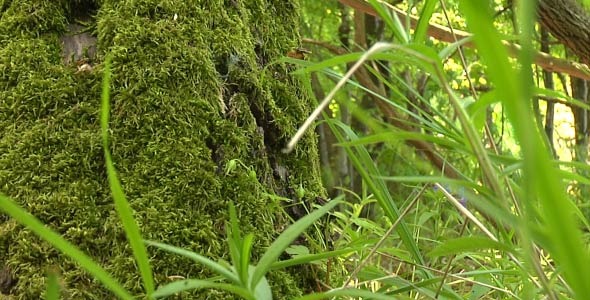 Moss wood Moss wood
