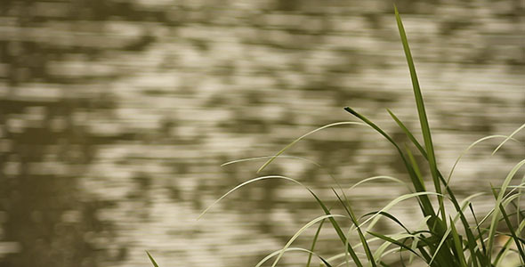Green Grass And Waving Water Bokeh Green Grass And Waving Water Bokeh