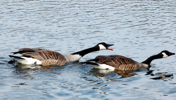 Angry Geese in Water