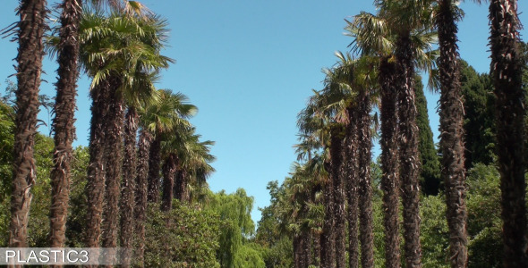 Palm Trees Palm Trees