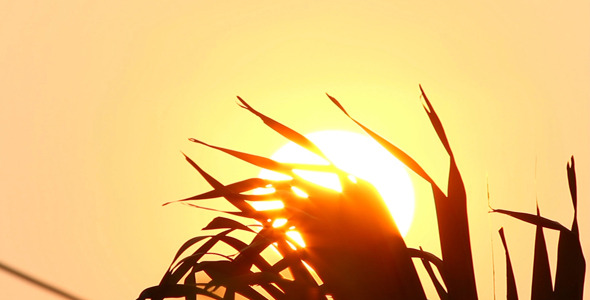 Sunrise And Palm Leaves II Sunrise And Palm Leaves II