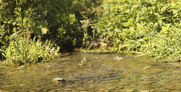 Clean Creek And Green Grass Clean Creek And Green Grass