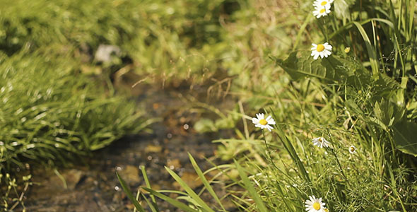 Daisy Flowers And Water Stream Bokeh Daisy Flowers And Water Stream Bokeh