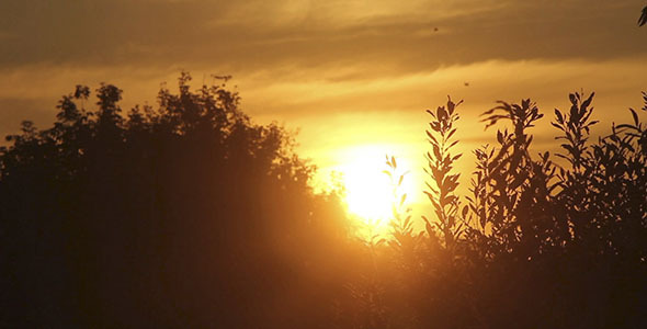 Sunset Over The Trees Time Lapse Sunset Over The Trees Time Lapse