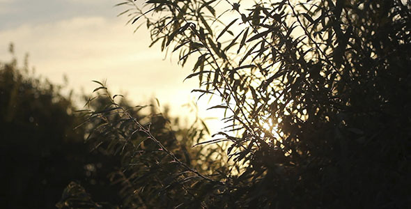 Sunset Over The Tree Leaves Sunset Over The Tree Leaves