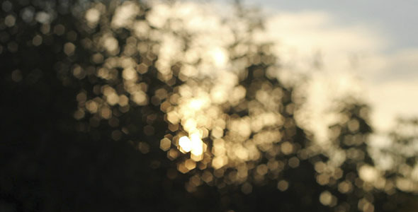 Sunshine Bokeh Sunshine Bokeh