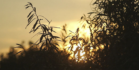 Sunset Over The Tree Leaves 3 Sunset Over The Tree Leaves 3