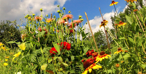 Flowers Against A Cloudy Sky Flowers Against A Cloudy Sky