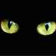 bdcat
