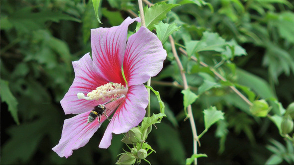 Bee Collecting Nectar on a Flower in the Spring Bee Collecting Nectar on a Flower in the Spring