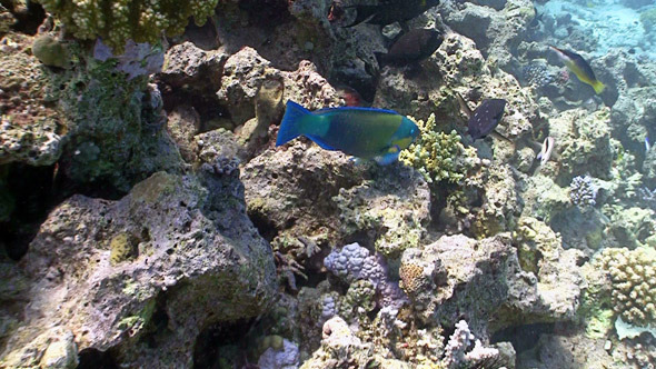 Colorful Fish on Coral Reef Red Sea 4 Colorful Fish on Coral Reef Red Sea 4