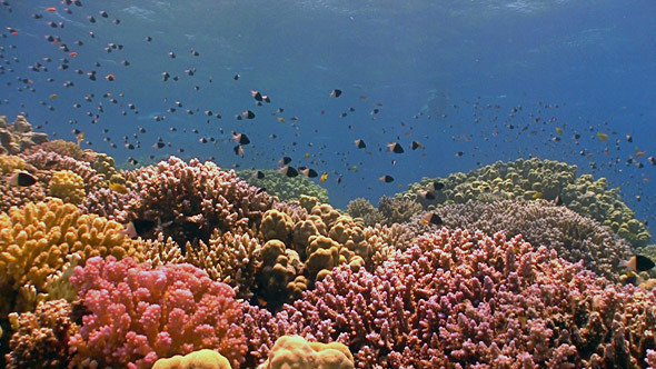 Colorful Fish on Vibrant Coral Reef Colorful Fish on Vibrant Coral Reef
