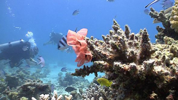 Colorful Fish on Coral Reef Red Sea 6 Colorful Fish on Coral Reef Red Sea 6