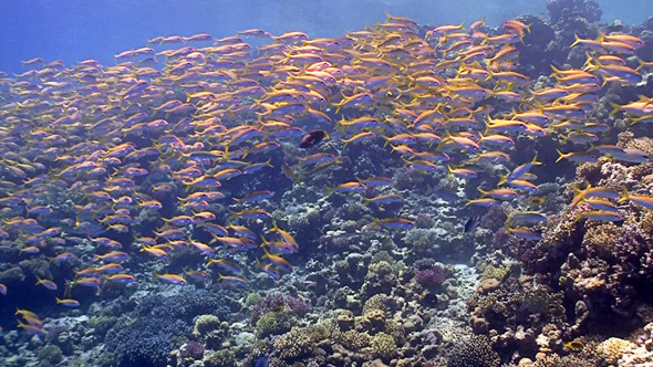 Shoal of Yellow Fish on Coral Reef Red sea Shoal of Yellow Fish on Coral Reef Red sea