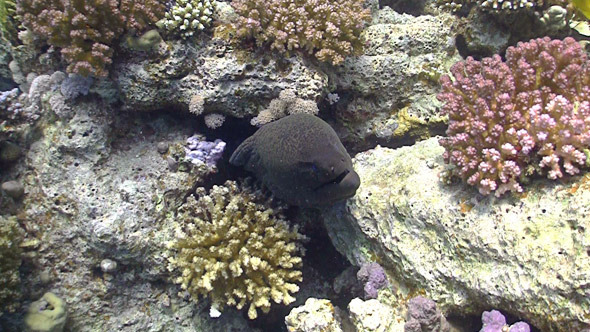 Murena on Coral Reef Red sea Murena on Coral Reef Red sea