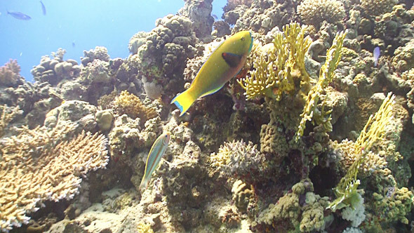 Colorful Fish on Coral Reef Red Sea 8 Colorful Fish on Coral Reef Red Sea 8