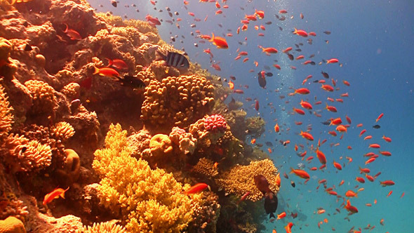 Colorful Fish on Vibrant Coral Reef Red Sea 2 Colorful Fish on Vibrant Coral Reef Red Sea 2