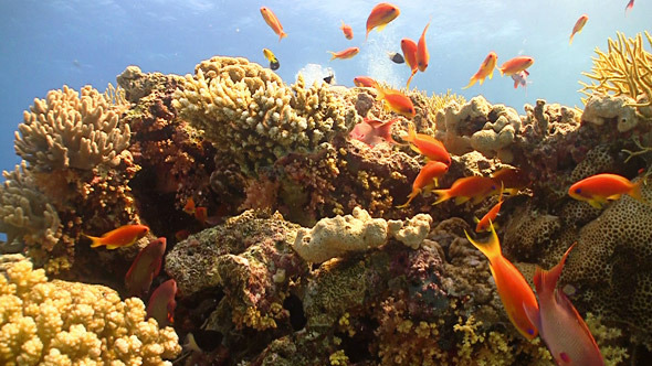Colorful Fish on Vibrant Coral Reef Red Sea 9 Colorful Fish on Vibrant Coral Reef Red Sea 9