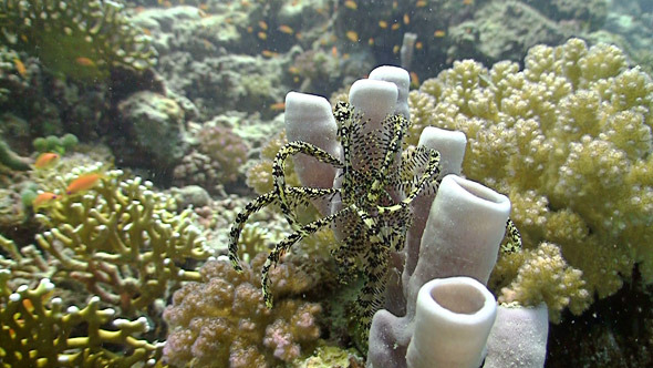 Vibrant Coral Reef Red Sea Vibrant Coral Reef Red Sea