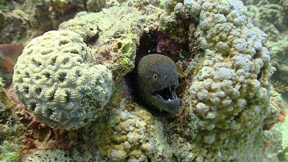 Murena on Coral Reef Red Sea Murena on Coral Reef Red Sea