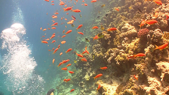 Colorful Fish on Vibrant Coral Reef Red Sea 11 Colorful Fish on Vibrant Coral Reef Red Sea 11