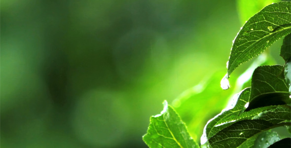 Rain Drops On Green Leaves Rain Drops On Green Leaves
