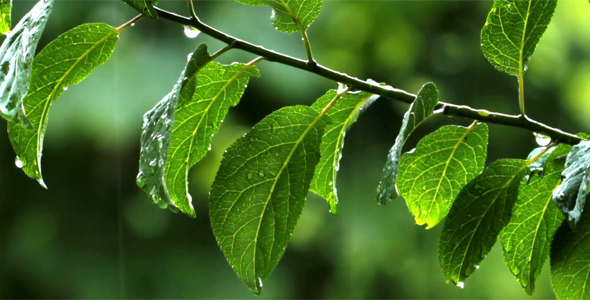 Rain Drops And Green Leaves Rain Drops And Green Leaves