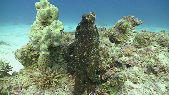 Octopus on Coral Reef Red Sea Octopus on Coral Reef Red Sea