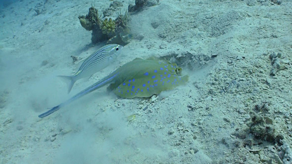 Blue Spotted Stingray Swims On The Coral Reef Red 3 Blue Spotted Stingray Swims On The Coral Reef Red 3