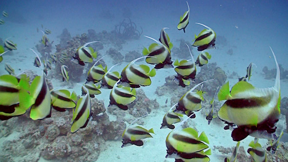 Bannerfish On Coral Reef Red Sea 2 Bannerfish On Coral Reef Red Sea 2