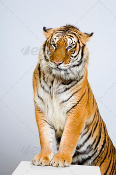 Tiger's posing