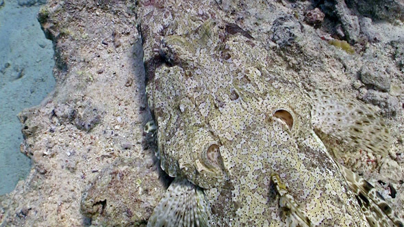 Crocodile Fish On Coral Reef Red Sea 2 Crocodile Fish On Coral Reef Red Sea 2