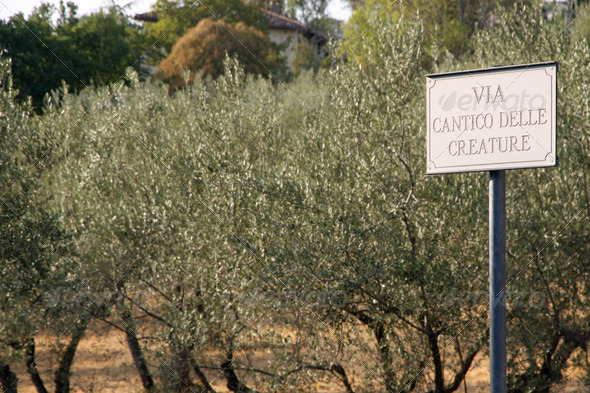 street sign Canticle of the creatures and olive trees in the bac