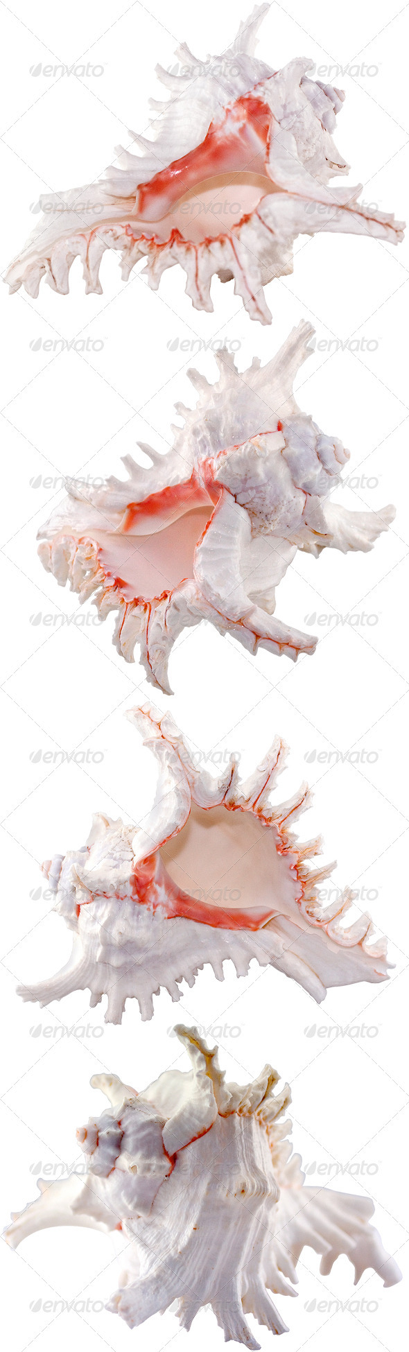 Sea Shell Sea Shell